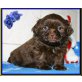 Hocus Pocus und Hilko Havoc, Shih Tzu Welpen - Rüde