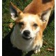 HÖRBY Speedy, Pflegestelle Niederösterreich, Pekinesen-Pinscher-Mix - Rüde