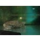 Höckerschildkröten - männlich