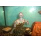 Höckerschildkröten - weiblich
