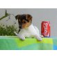 Hörnchen, Mini Jack Russel Mix Welpen - Hündin