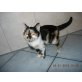 Hofkatze  - Katze