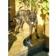 Holländischer Schäferhund - Hündin