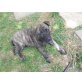 Holländischer Schäferhund Welpen - Rüde