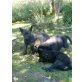 Holländischer Schäferhund Welpen - Rüde