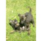 Holländischer Schäferhund Welpen - Rüde
