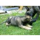 Holländischer Schäferhund Welpen - Rüde