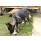 Holländischer Schäferhund Welpen - Rüde
