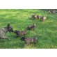 Holländischer Schäferhund x malinois Welpen - Rüde