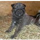 Hollandse Herderwelpen, Holländischer Schäferhund Welpen - Rüde