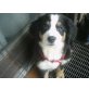 Holly, Berner Sennenhund Welpen - Hündin