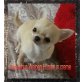 Holly, Chihuahua kurzhaariger Schlag Welpen - Hündin