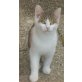 Holly, Hauskatze - Kater