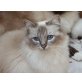 Holly, Heilige Birma - Katze
