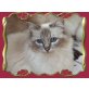 Holly, Heilige Birma - Katze