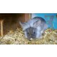 Holly, Kaninchen - weiblich
