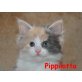 Holly, Lucy, Rossi, Urmel, Maine Coon - Katze