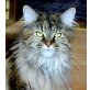 Holly, Maine Coon - Katze