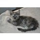 Holly, Maine Coon - Katze