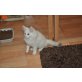 Holly, Maine Coon - Katze