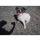 Holly, Parson Jack Russel Mix - Hündin