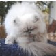 Holly, Perser - Katze