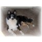 Holly ( Sheila ), Sheltie - Hündin