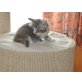 Holly of Maine Fire, Maine Coon - Katze