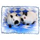 Holly u.Molly, Russe - weiblich