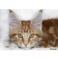 Hollywood, Maine Coon - Kater