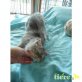 Holt mich hier raus!, Perser - Kater