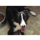 Honey, Border-Collie - Hündin