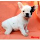 Honey, Französische Bulldogge Welpen - Hündin