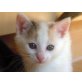 Honey, Ich suche ein liebes zu Hause - Katze