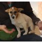 Honey, Jack Russell Mix - Rüde