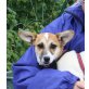 Honey, Jack Russell Mix Welpen - Hündin