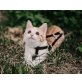 Honey, Mischling - Katze