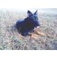 *** Honey ***, Schäferhund(-Mix?) - Rüde