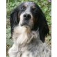 Honey, Setter-Mix - Hündin