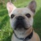 Honey liebenswert und unkompliziert sucht...., Französische Bulldogge - Hündin