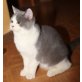 Honeybears Big Mac, Britisch Kurzhaarkatze - Kater