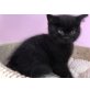 Honeybears Black Rambo, Britisch Kurzhaarkatze - Kater