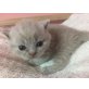 Honeybears Easy Rider, Britisch Kurzhaarkatze - Kater