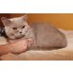 Honeybears George Clooney, Britisch Kurzhaarkatze - Kater
