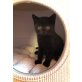 Honeybears Giancarlo, Britisch Kurzhaarkatze - Kater