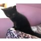 Honeybears Giovanna, Britisch Kurzhaarkatze - Katze