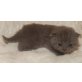 Honeybears Hawaii Kona, Britisch Kurzhaarkatze - Kater