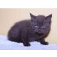 Honeybears James T. Kirk, Britisch Kurzhaarkatze - Kater