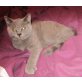 Honeybears Kathryn Janeway, Britisch Kurzhaarkatze - Katze