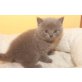 Honeybears Kazaar, Britisch Kurzhaarkatze - Kater
